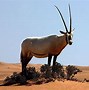 Image result for Arabian Animals