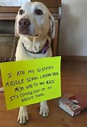 Image result for Funny Guilty Dogs with Signs