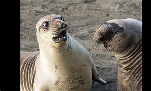 Image result for The Most Funniest Animals Ever