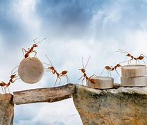 Image result for Ants Teamwork