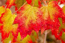 Image result for copyright free pictures of autumn leaves