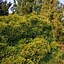 Image result for Cedar Plant Pic