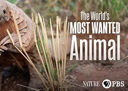 Image result for World Most Wanted Animals