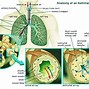 Image result for Asthma Physiology