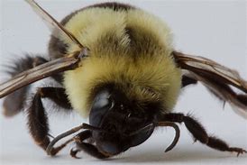 Image result for Dead Bee