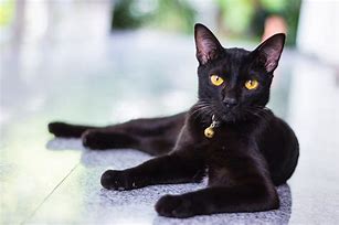 Image result for Black Cat