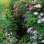 Image result for Rose Arches for Garden