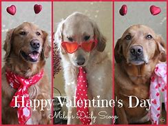 Image result for Happy Valentine's Day Puppy Meme