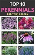Image result for Perennial Flowers Meaning