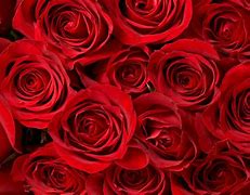 Image result for Red Roses | Classic White Box