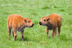 Image result for buffalo new born