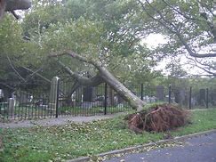 Image result for Fallen Sycamore Tree Ground Zero