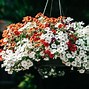 Image result for Hanging Bell Flowers