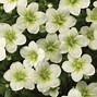 Image result for Partial Shade Perennial Flowers