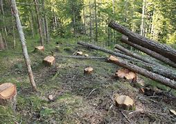 Image result for Cut Trees for Wood
