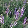 Image result for Blue and White Salvia