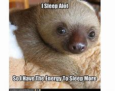 Image result for Cute Funny Sloth Meme