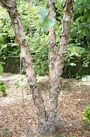 Image result for Heritage® River Birch, 3-4 ft- Classic Ornamental Tree will Beautify Your Landscape, Fast Growing Shade Tree