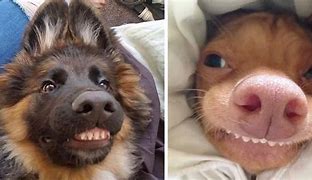 Image result for Funny Dog Smiling Teeth