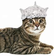 Image result for Cat in Tin Foil Hat