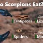 Image result for What Do Scorpions Eat