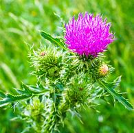 Image result for Milk Thistle Seed Extract, 3000 Mg (Per Serving), 200 Quick Release Capsules