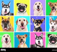 Image result for Cool Colorful Wallpapers Dogs