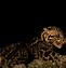 Image result for Bornean Clouded Leopard Water