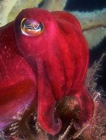 Image result for Baltic Sea Animals