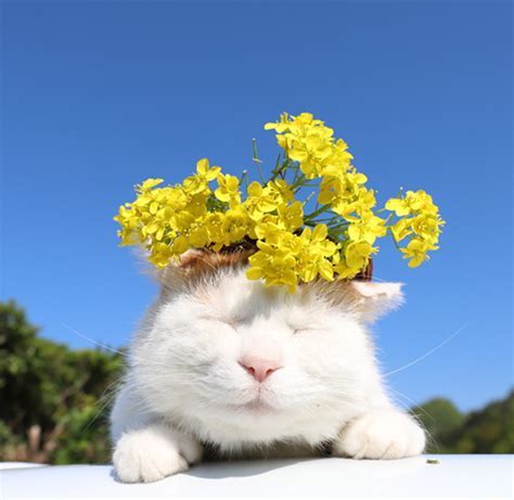 猫　菜の花 に対する画像結果