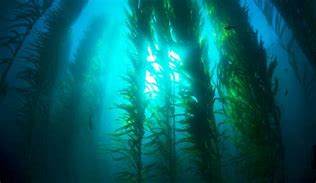 Image result for kelp farming