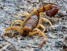 Image result for Most Poisonous Scorpion in the World