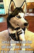 Image result for Siberian Husky Funny Animal Memes