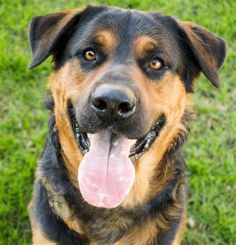 What Happens when you cross a Rottweiler with a German Shepherd?  - cover
