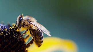 Image result for Cute Bee Background