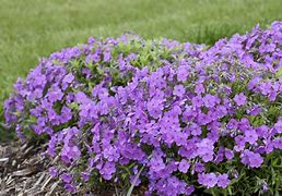Image result for Low Maintenance Perennial Flowers