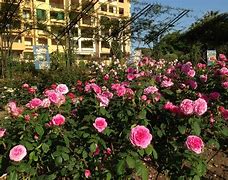 Image result for Rose Garden Attraction
