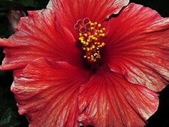 Image result for Flowers at Lowe's