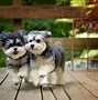 Image result for White Maltipoo Adult Dogs
