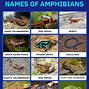 Image result for Names of Amphibians