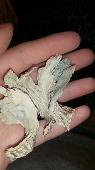 Image result for Shrooms Mold