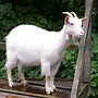 Image result for Beautiful Goat