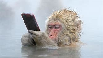 Image result for Baboon in Water