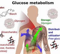 Image result for Glucose Digestion