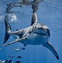 Image result for Requin Sur Fond Blanc