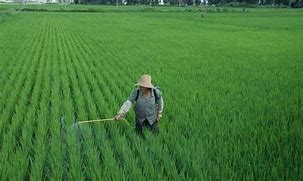 Image result for Rice Fertilizer
