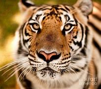Image result for Asian Tiger