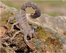 Image result for FatTail Scorpion