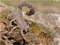 Image result for Fat Tail Scorpion