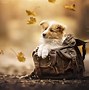 Image result for Wallpaper of Dogs